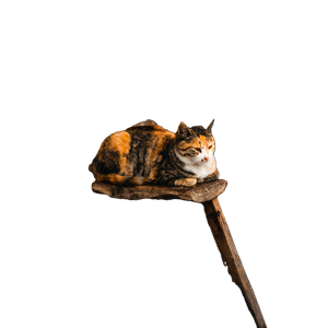 A Calico Cat Lounges Peacefully On A Rustic Wooden Stool, Creating A Charming And Cozy Scene. 16561 - Cat PNG image with transparent background